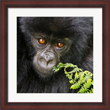 Framed Rwanda, Volcanoes NP, Mountain Gorilla Staring Print