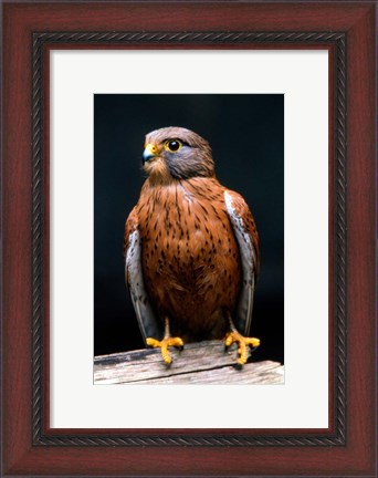 Framed Rock Kestrel Portrait, Cape Town, South Africa Print