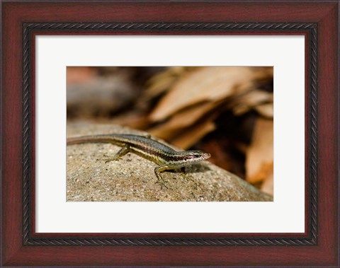 Framed Skink Lizard on Fregate Island, Seychelles, Africa Print