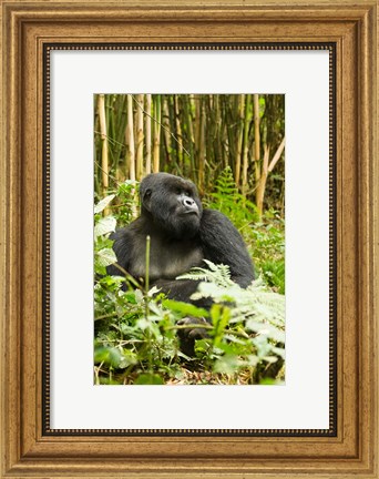 Framed Rwanda, Mountain Gorilla, Silverback Print