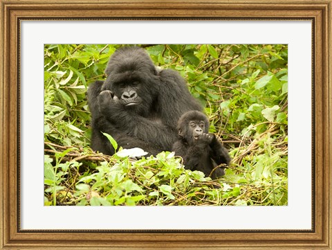 Framed Rwanda, Volcanoes NP, Mountain Gorilla with baby Print