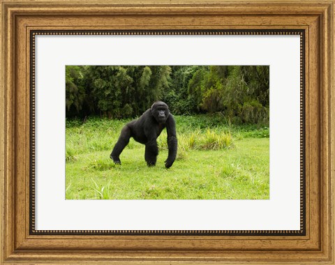 Framed Rwanda, Volcanoes NP, Mountain Gorilla Running Print