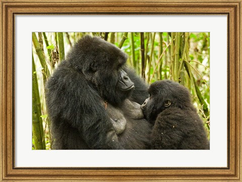 Framed Rwanda, VP, Baby Mountain Gorilla Breast Feeding Print