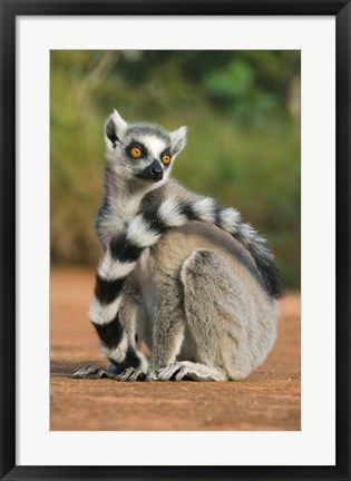 Framed Close up of Ring-tailed Lemur, Madagascar Print