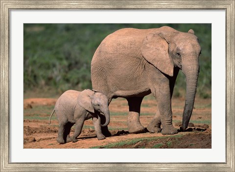 Framed South Africa, Addo Elephant NP, Baby Elephant Print