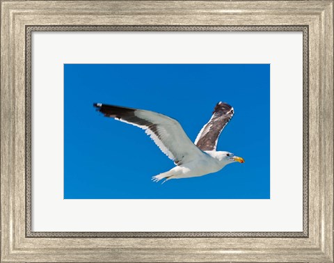 Framed Seagull, Walvis Bay, Erongo Region, Namibia. Print