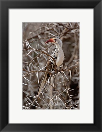 Framed Kenya-billed Hornbill, Samburu Game Reserve, Kenya Print