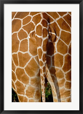 Framed Reticulated Giraffe skin, Samburu Game Reserve, Kenya Print