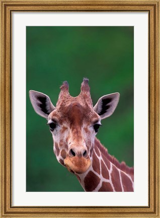 Framed Reticulated Giraffe, Impala Ranch, Kenya Print