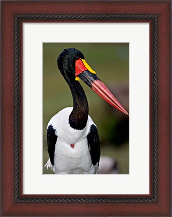 Framed Saddle-Billed Stork Portrait, Tanzania Print