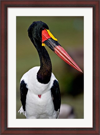 Framed Saddle-Billed Stork Portrait, Tanzania Print