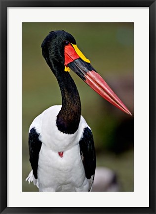 Framed Saddle-Billed Stork Portrait, Tanzania Print