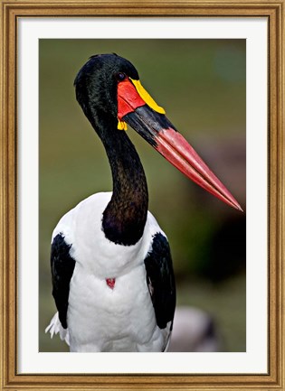 Framed Saddle-Billed Stork Portrait, Tanzania Print