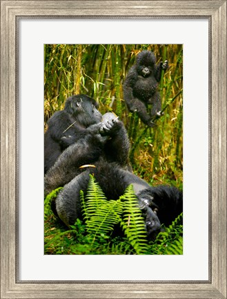 Framed Rwanda, Silverback, Mountain Gorillas Print