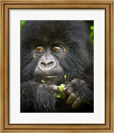 Framed Rwanda, Volcanoes NP, Close up of a Mountain Gorilla Print