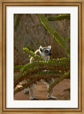 Framed Ring-tailed lemur wildlife, Berenty Reserve, MADAGASCAR Print