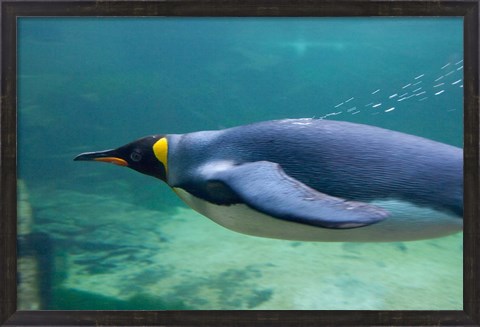Framed South Africa, Cape Town, Aquarium King penguin Print
