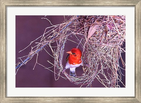 Framed South Kruger NP. Redheaded weaver bird, nest Print