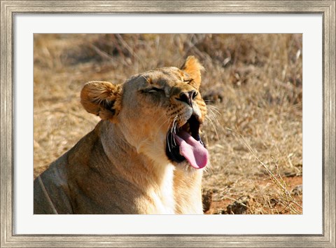 Framed South Africa, Madikwe GR, Lion yawns in African sun Print