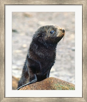 Framed Close up of fur seal pup Print