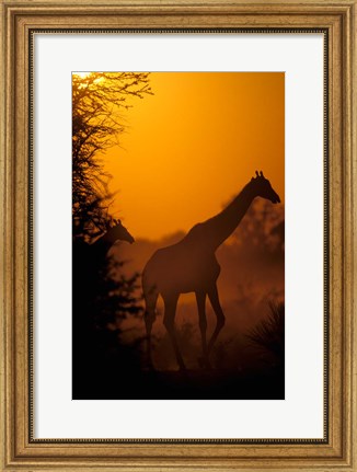 Framed Southern Giraffe and Acacia Tree, Moremi Wildlife Reserve, Botswana Print