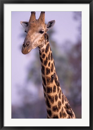 Framed Southern Giraffe, South Africa Print