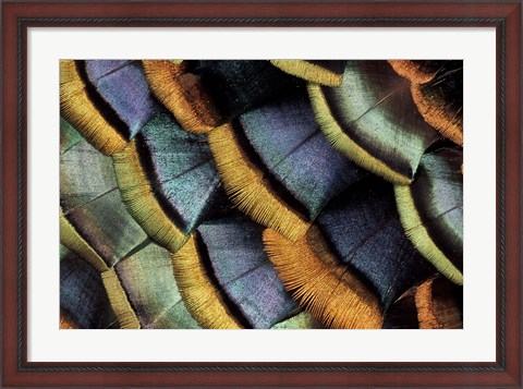 Framed South American Ocellated Turkey Print