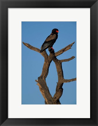 Framed South Africa, Kgalagadi, Bateleur, African raptor bird Print