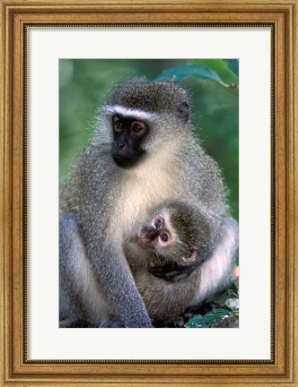 Framed South Africa, Tsitsikamma NP, Vervet Monkey, rainforest Print