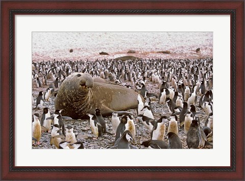 Framed Southern Elephant Seal big bull and chinstrap penguins, wildlife, South Georgia Print