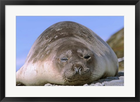 Framed Resting Elephant Seal cow,  South Georgia Print