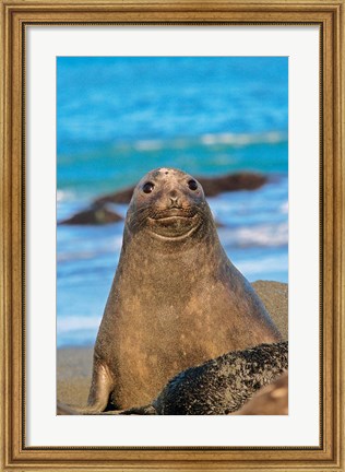 Framed Southern Elephant Seal cow, South Georgia Print