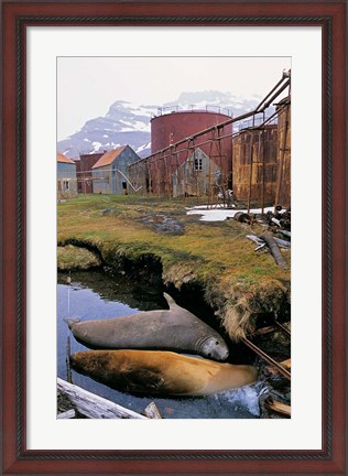 Framed Southern Elephant Seal in ruins of old whaling station, Island of South Georgia Print