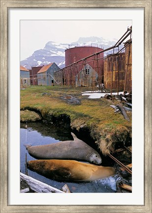 Framed Southern Elephant Seal in ruins of old whaling station, Island of South Georgia Print