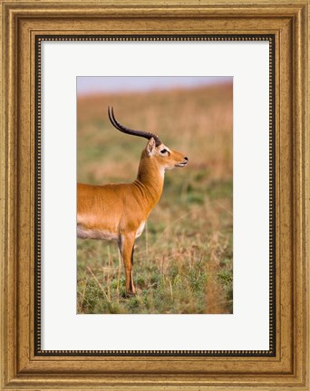 Framed Ugandan Kob, Murchison Falls National Park, Uganda Print