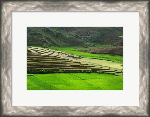 Framed Spectacular green rice field in rainy season, Ambalavao, Madagascar Print