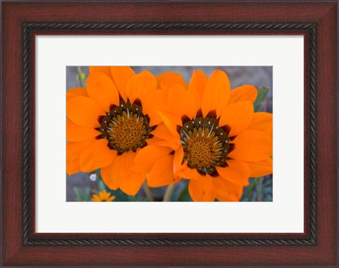 Framed Two orange Spring flowers, South Africa Print