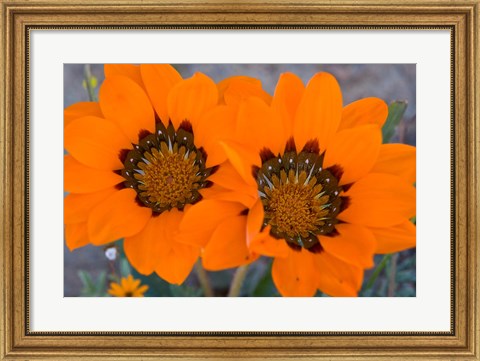 Framed Two orange Spring flowers, South Africa Print