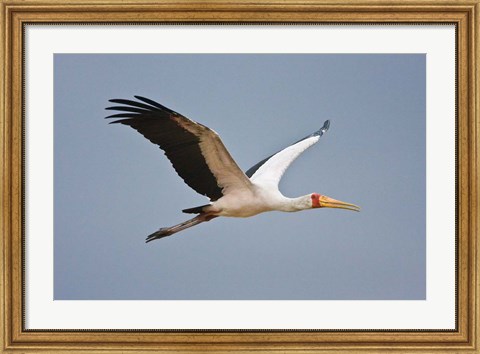 Framed Tanzania, bird. Yellow-billed Stork, Manyara NP Print