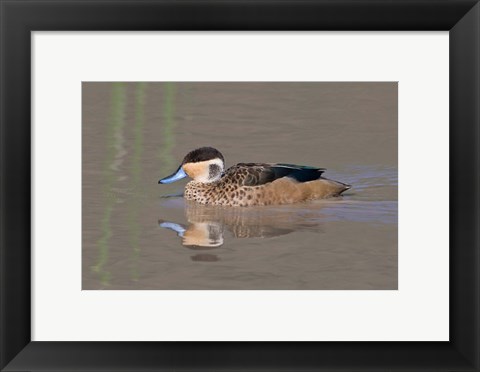 Framed Tanzania, Hottentot Teal duck, Ngorongoro Crater Print