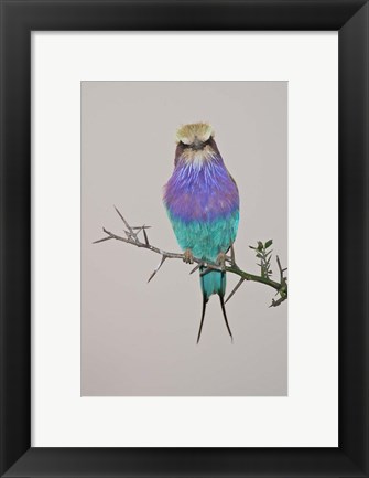 Framed Lilac-breasted Roller Bird pirched on a twig Print