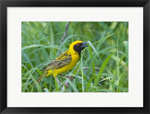 Framed Spottedbacked Weaver bird, Imfolozi, South Africa Print