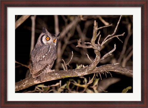 Framed Spotted Eagle Owl, Mpumalanga, South Africa Print