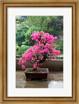 Framed Spring Blossoms cover Bonsai, The Chi Lin Buddhist Nunnery, Hong Kong, China Print