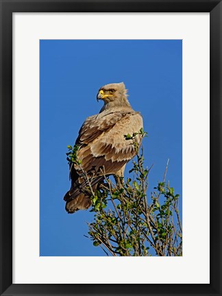 Framed Tawny Eagle, Aquila rapax, Masai Mara Game Reserve, Kenya Print