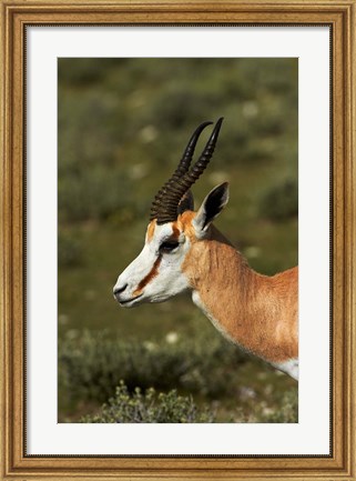 Framed Springbok, Antidorcas marsupialis, Etosha NP, Namibia, Africa. Print