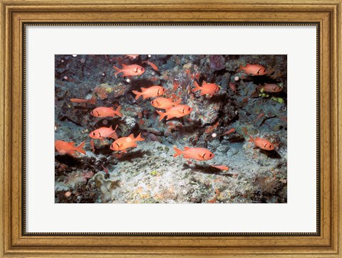 Framed Squirrel Fish, Astove Island, Seychelles, Africa Print