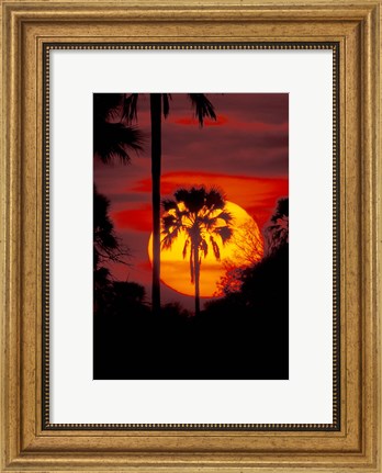 Framed Sunset and Palm, Ngamiland, Okavango Delta, Botswana Print