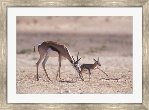 Framed Springbok Mother Helps Newborn, Kalahari Gemsbok National Park, South Africa Print