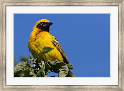 Framed Speke&#39;s Weaver, Tanzania Print